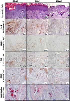 The local skin cellular immune response determines the clinical outcome of sarcoptic mange in Iberian ibex (Capra pyrenaica)